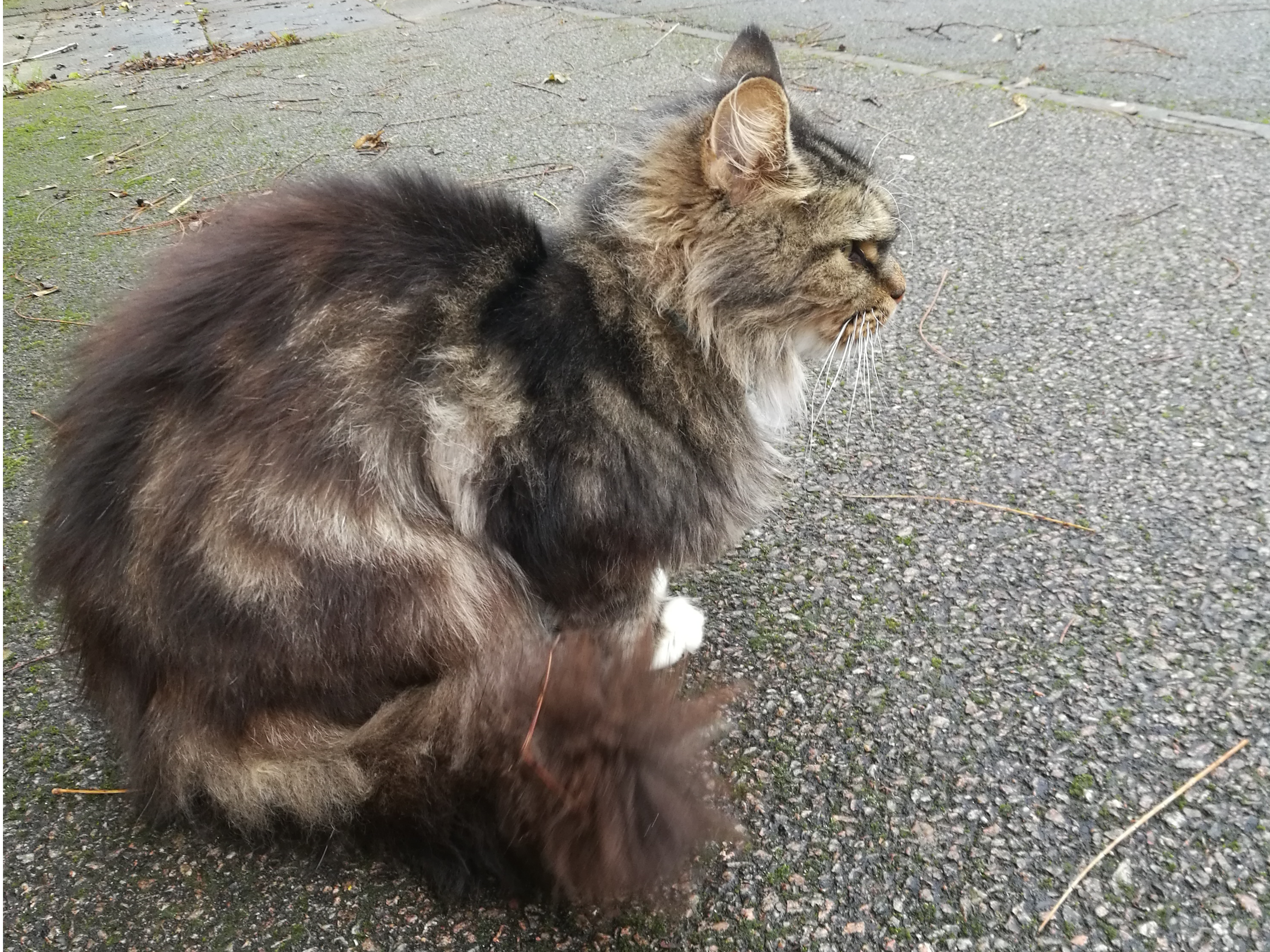 Tabby long hair, Orchard Park