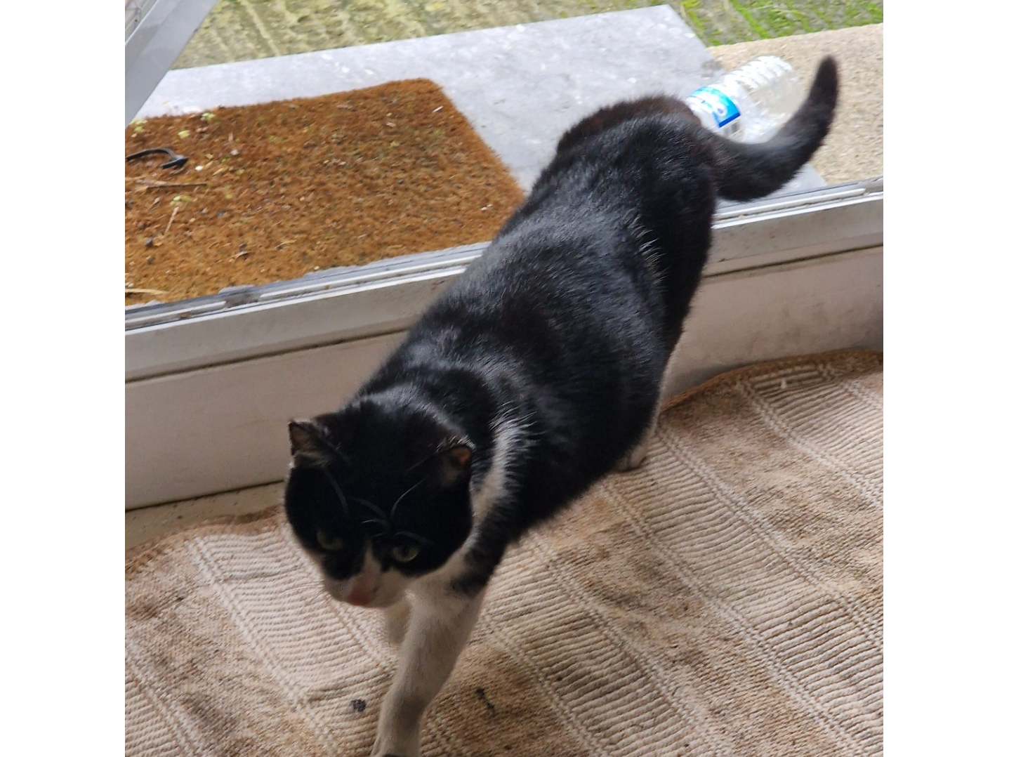 Do you own this cat or know who owns it? Stray living under large container units near West Gate W5 1UP.  Friendly.  Please email enquiries@ealing.cats.org.uk.