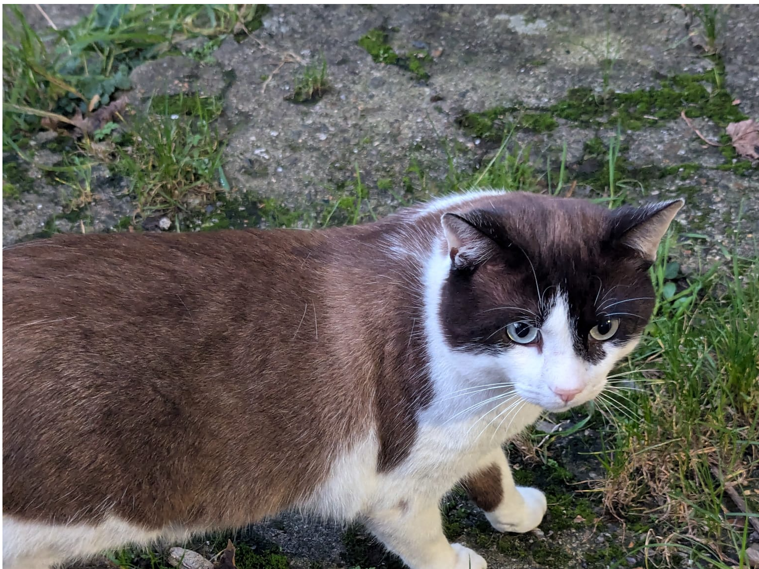 A found cat in the area CT1 3QB