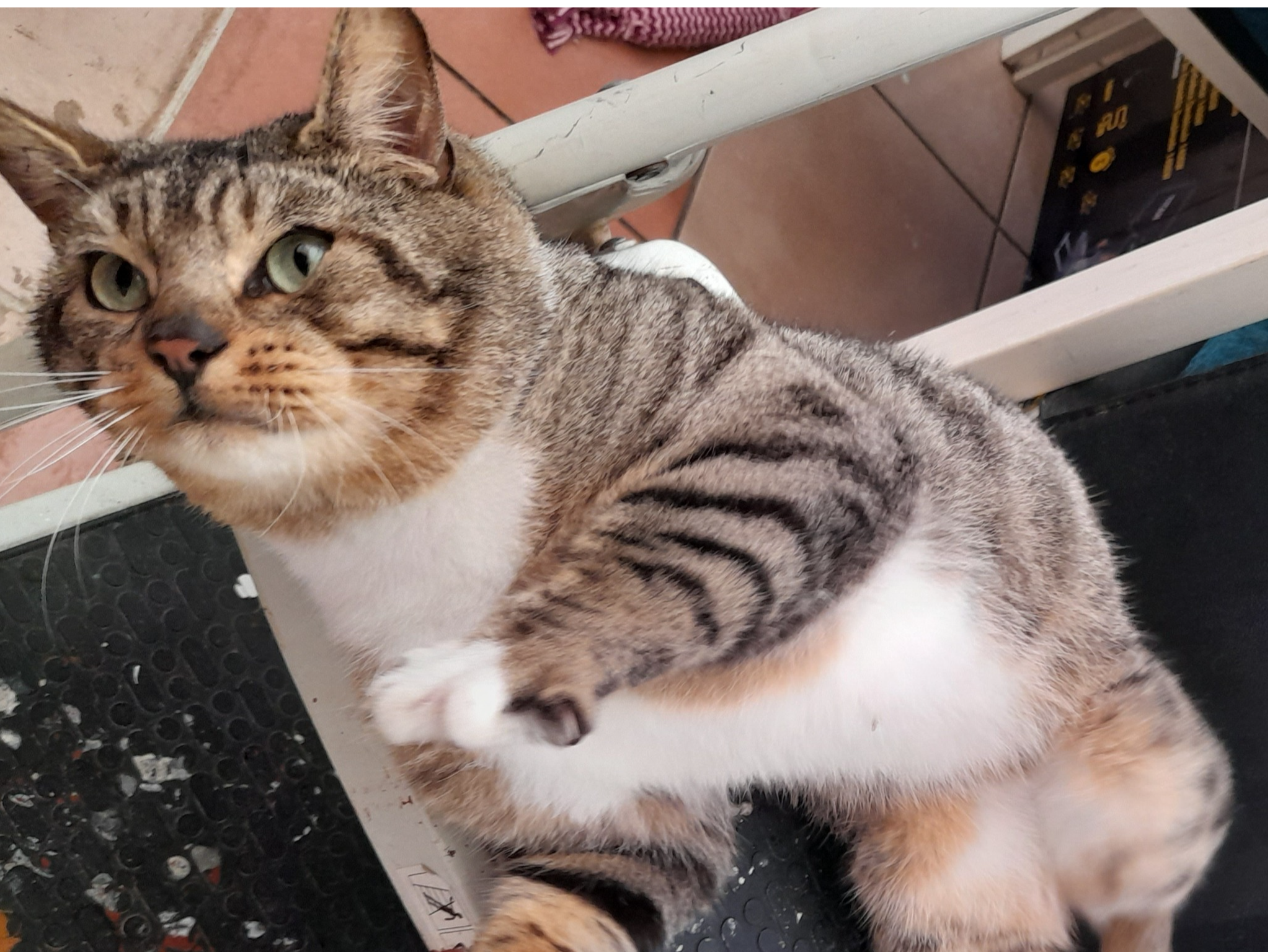 A found cat at Knight Avenue, Canterbury