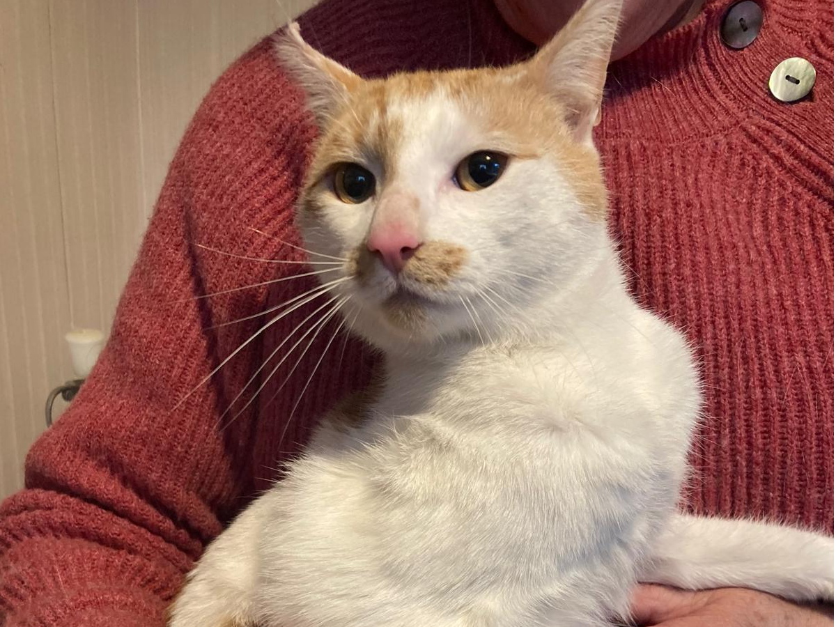 Ginger & White Cat - Ashtead