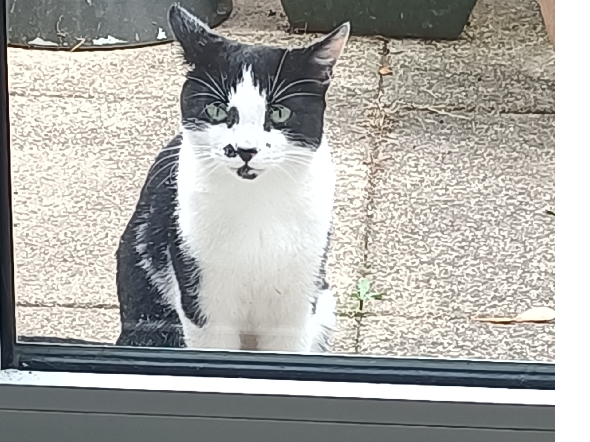 Do you own this cat or know who owns this cat.  Pregnant stray now has two kittens found near W5 4PD.  Friendly Please email enquiries@ealing.cats.org.uk