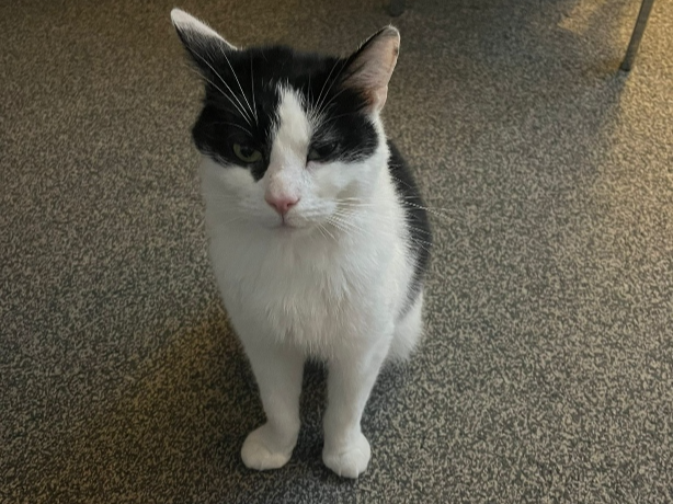 Found 2025.005 - The Avenue, Alverstoke (nr jct with Privett Rd/Anns Hill Rd)