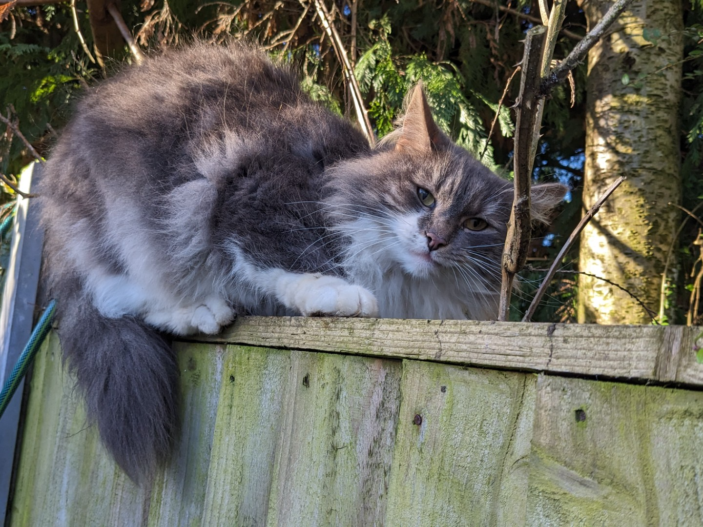 F271 - HEANOR - Grey/White Long-haired