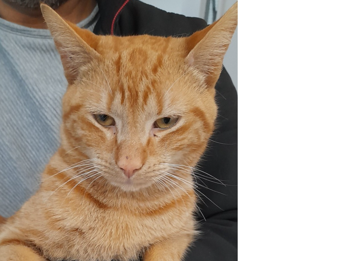 F272 - DERBY - Ginger Male