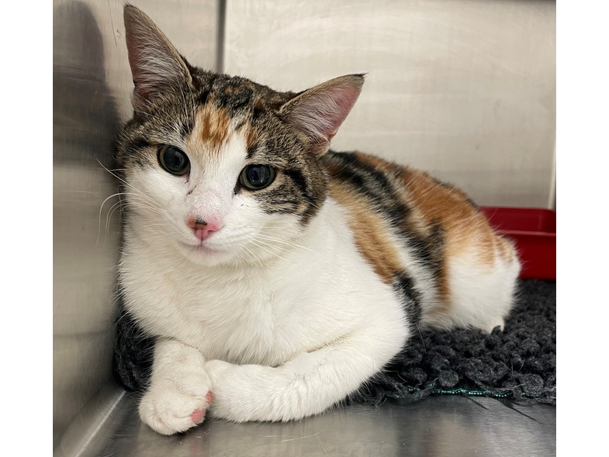 Calico Female Cat