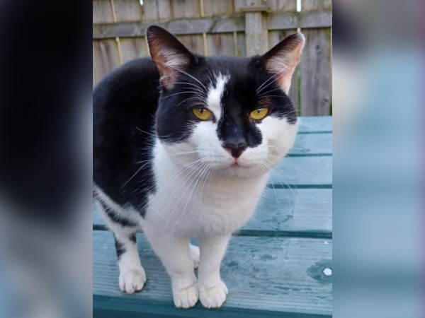 Found black & white cat in NE40