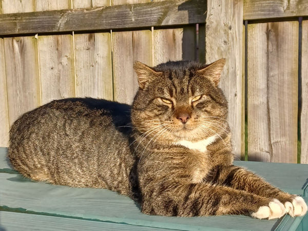 Found tabby cat in NE40