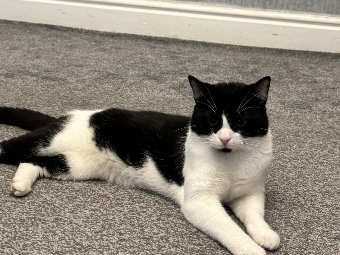 F276 - DERBY - Black & White Male