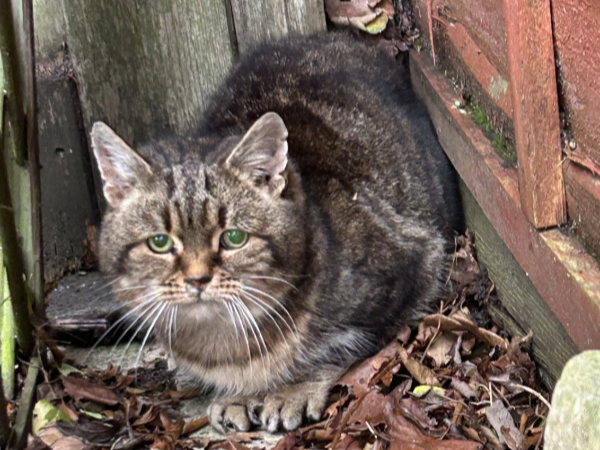 Found - Stradbroke