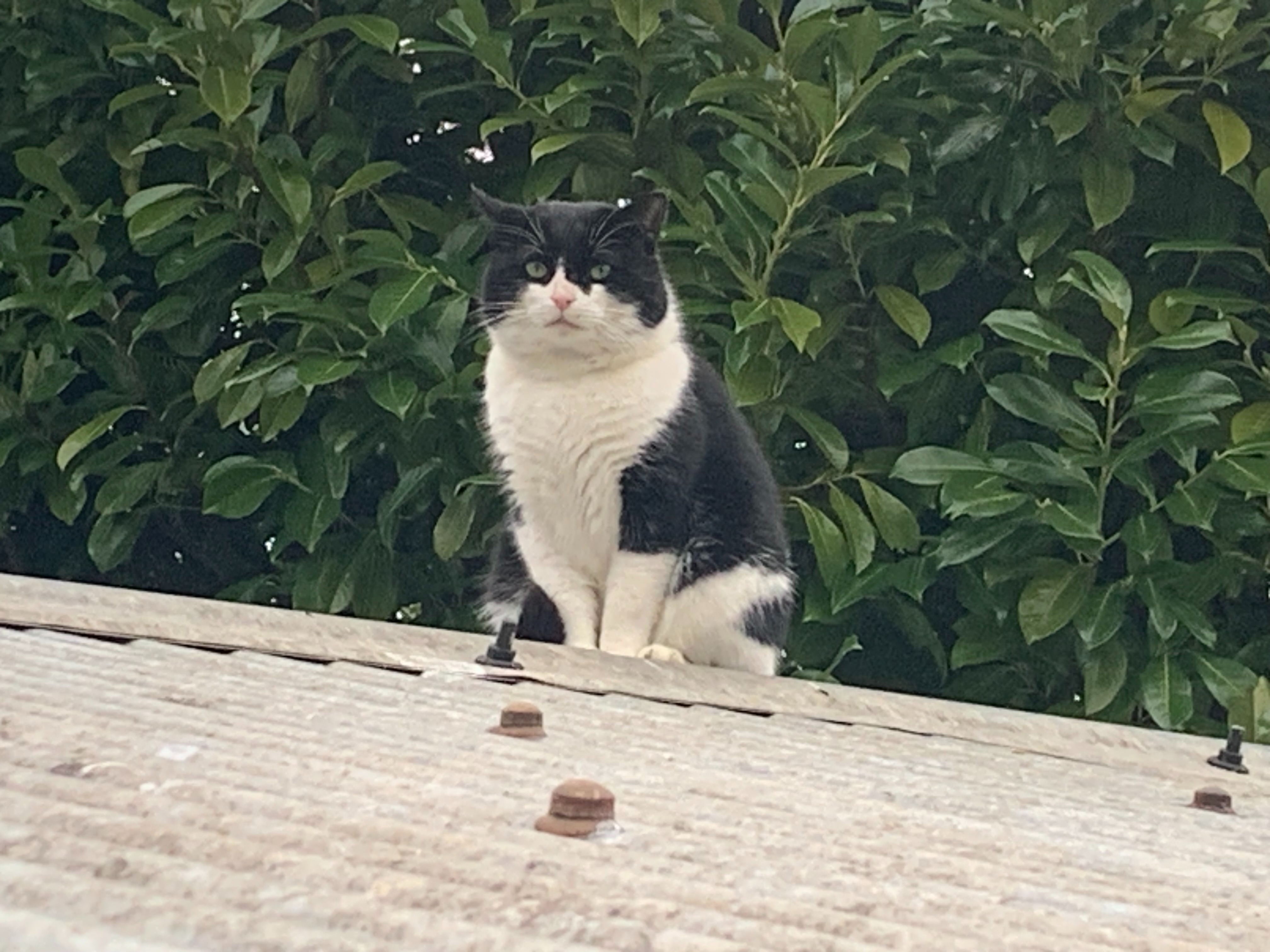 A found cat on the Mandeville Road