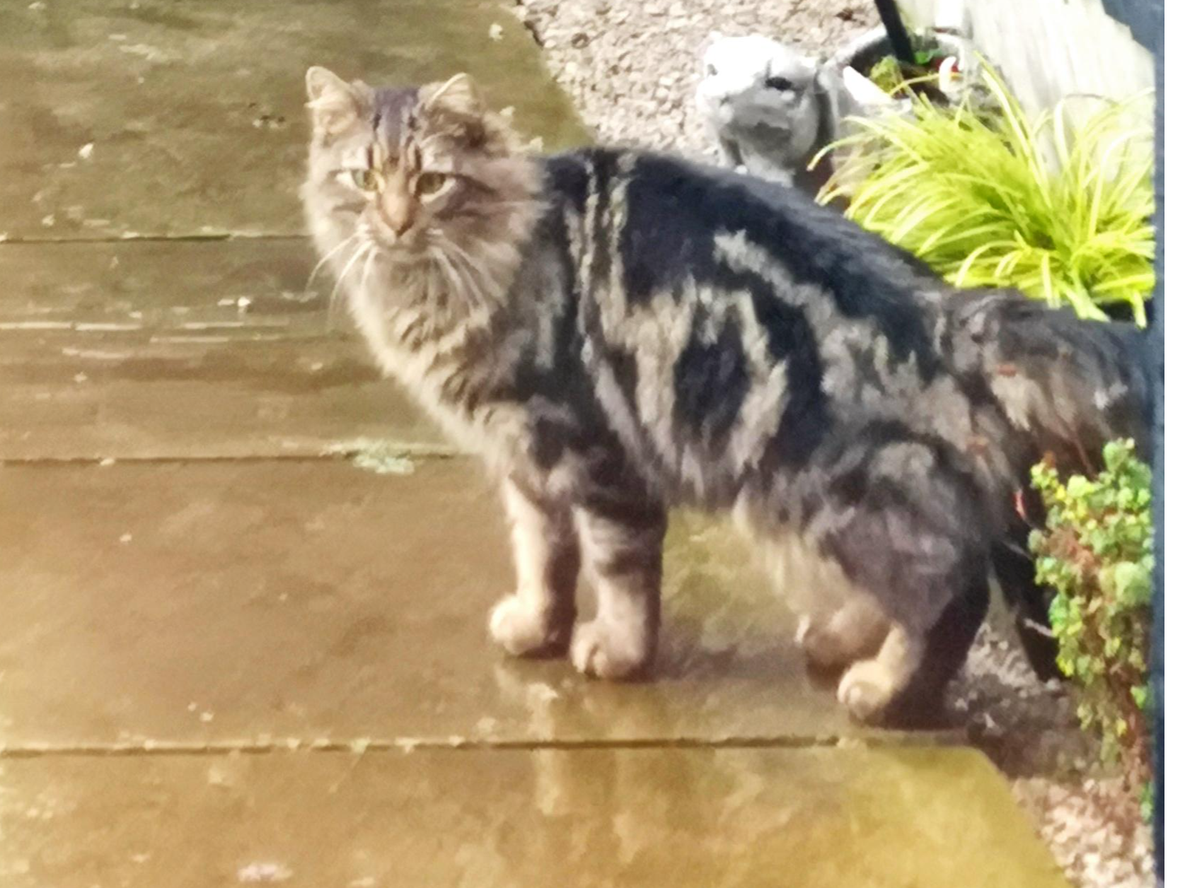 F281 - LONG EATON - Fluffy Tabby Male