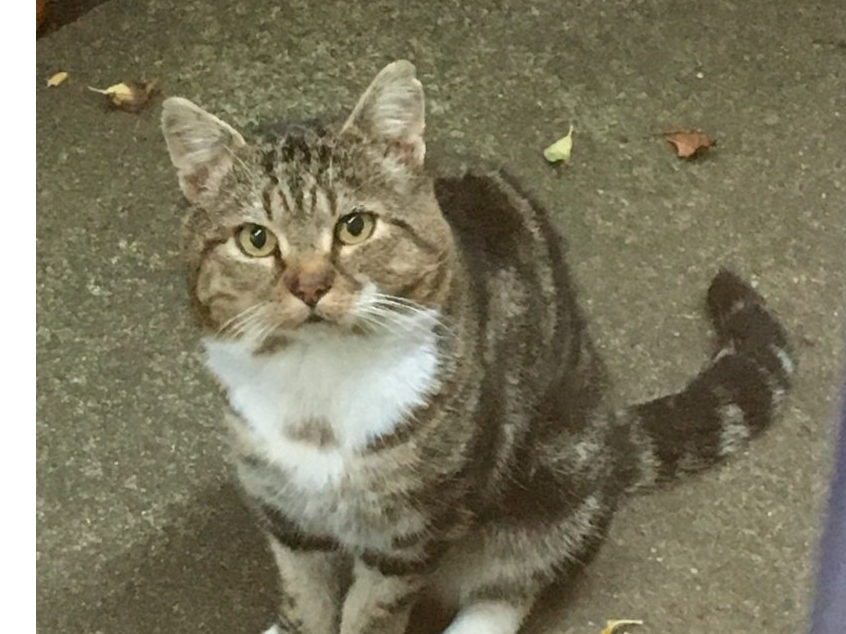 Tabby and White - Surbiton