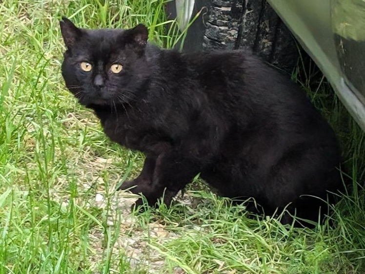 Black cat, Snailwell