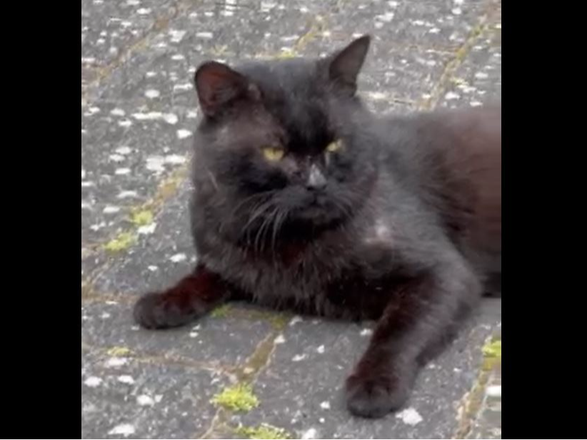Black cat, Trumpington
