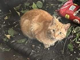 Ginger Cat - Epsom