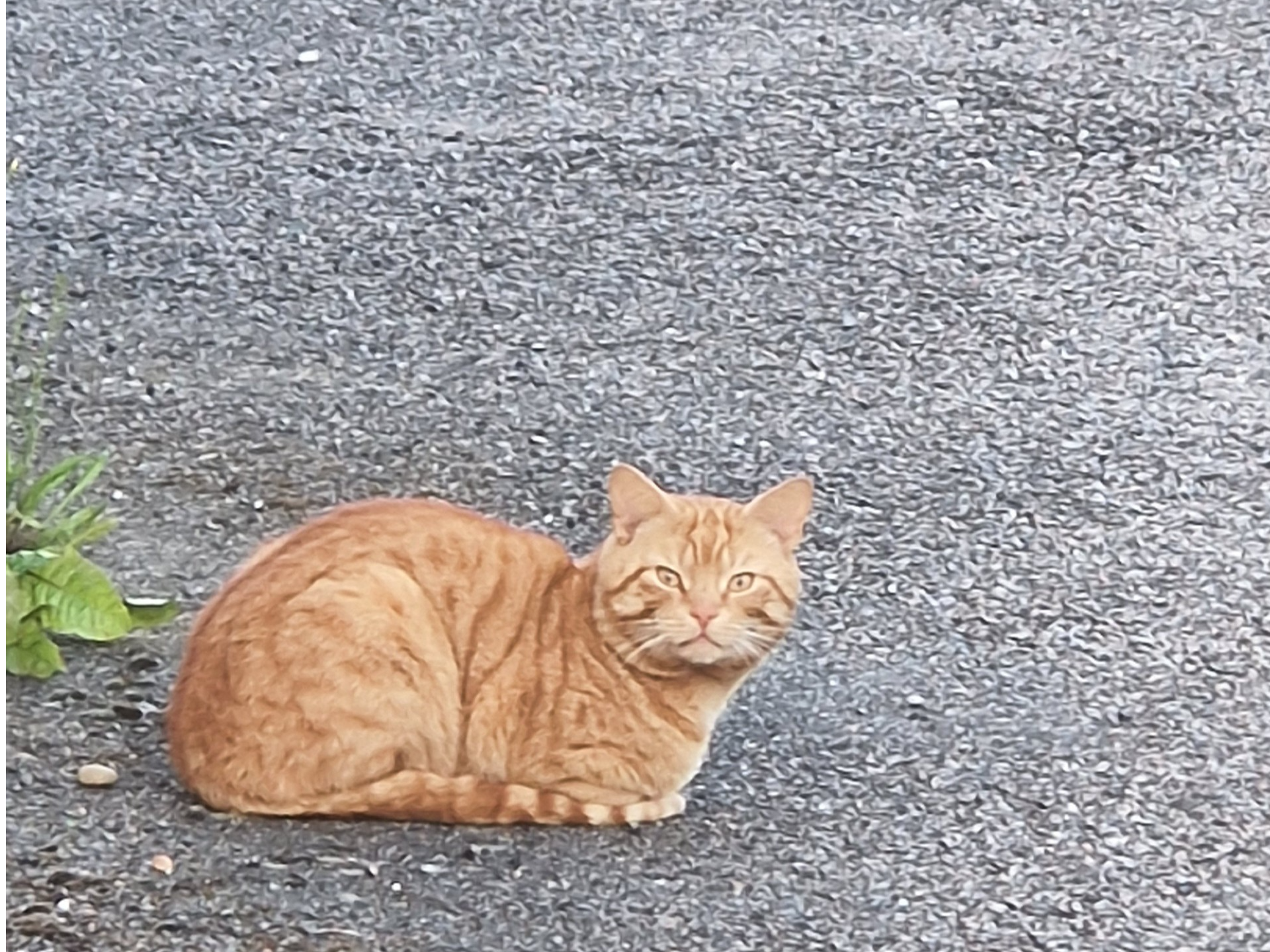 Hinger Tom cat wandering around Central Boulevard Aylesham