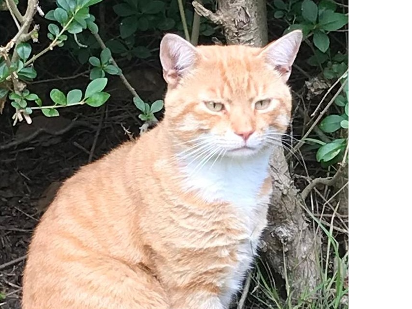 Ginger & white male cat - Tadworth