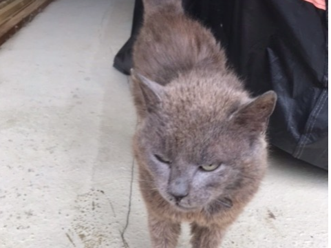 701545 - Brown/Grey Cat Found in Outwell