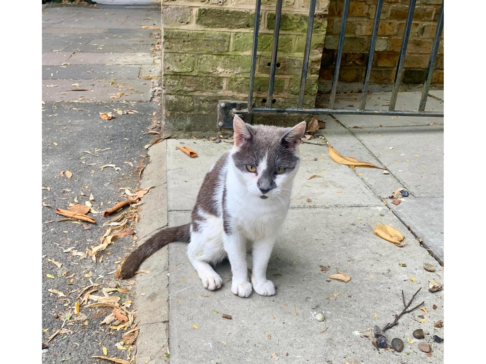 Do you recognise this cat?  Are you the owner?  A very friendly stray picked up in Bupa Dental Surgery in Mount Park Road, Ealing W5.  Somewhat thin and unkempt and with sun burnt ear tips.  But is a very friendly and social cat.  Please email or message if you know about him.