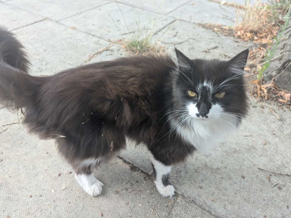 Black/white long hair, Tenison Rd