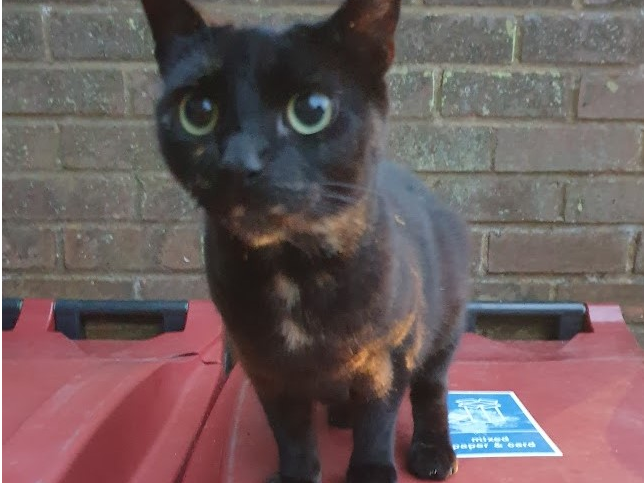 Female Tortie in Harbledown