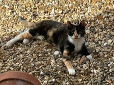 Calico in Canterbury