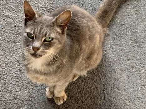 Grey tabby, Kings Hedges