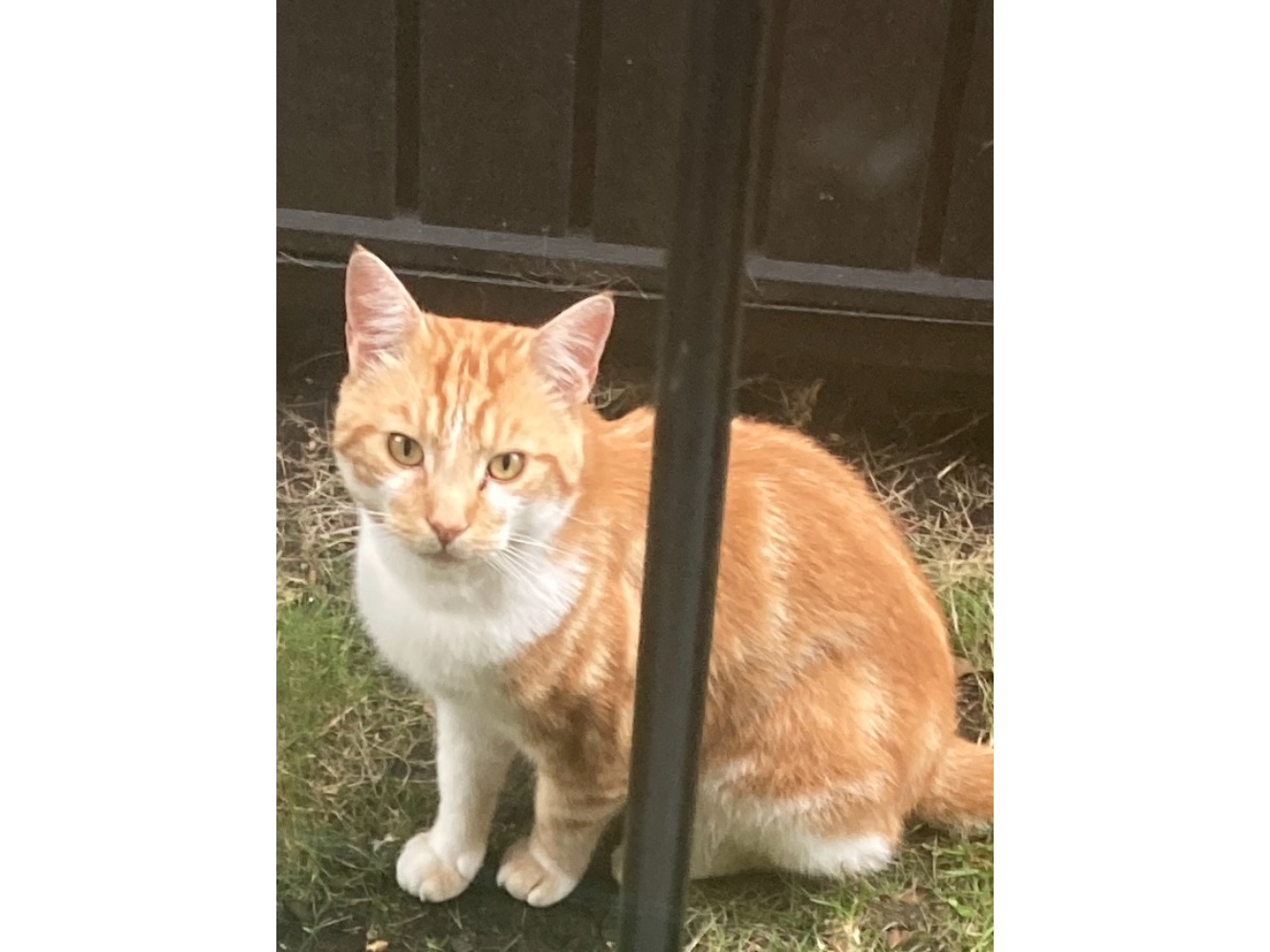 Ginger Cat