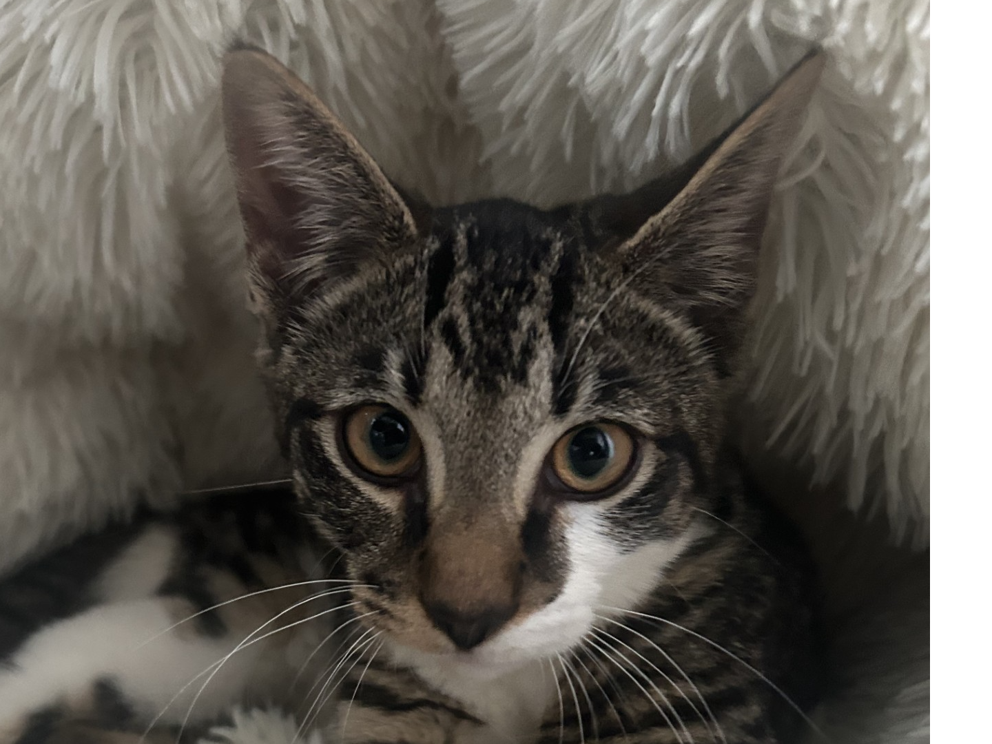 F224 - DERBY - Tabby / White Male