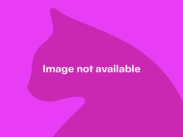 Poppy, Grey female cat, Ditton Fields