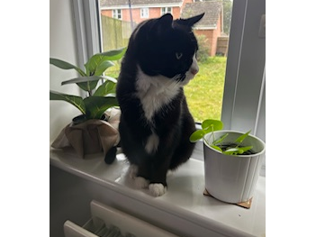 Oreo Lost 2024.062 - Bell Davies Road (nr Invincible Rd jct), Hill Head