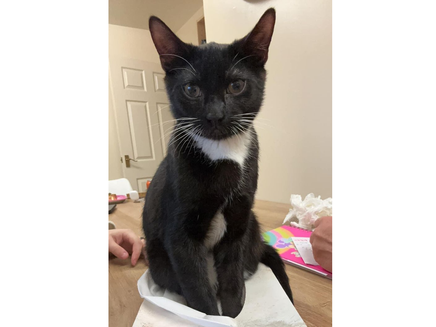 Oswald Lost 2024.080 - Bayntun Drive, nr Redmill Dr jct, Lee on Solent