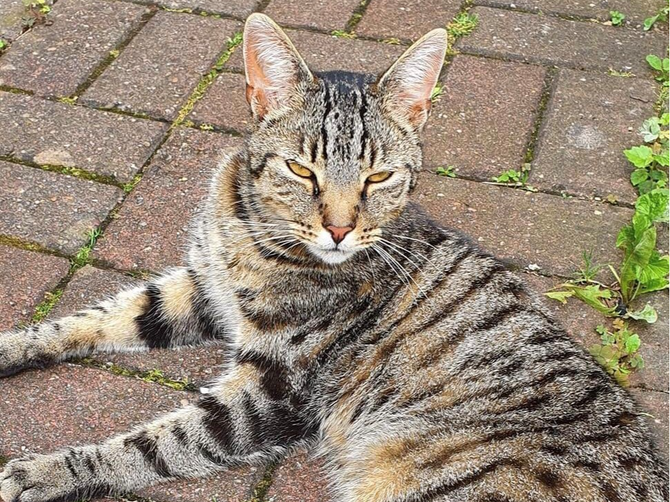 L316 - Remi - DERBY - Tabby Male