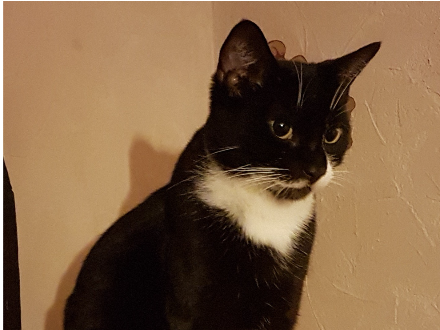 L318 - Daisy - SUNNYHILL - Black & White Female