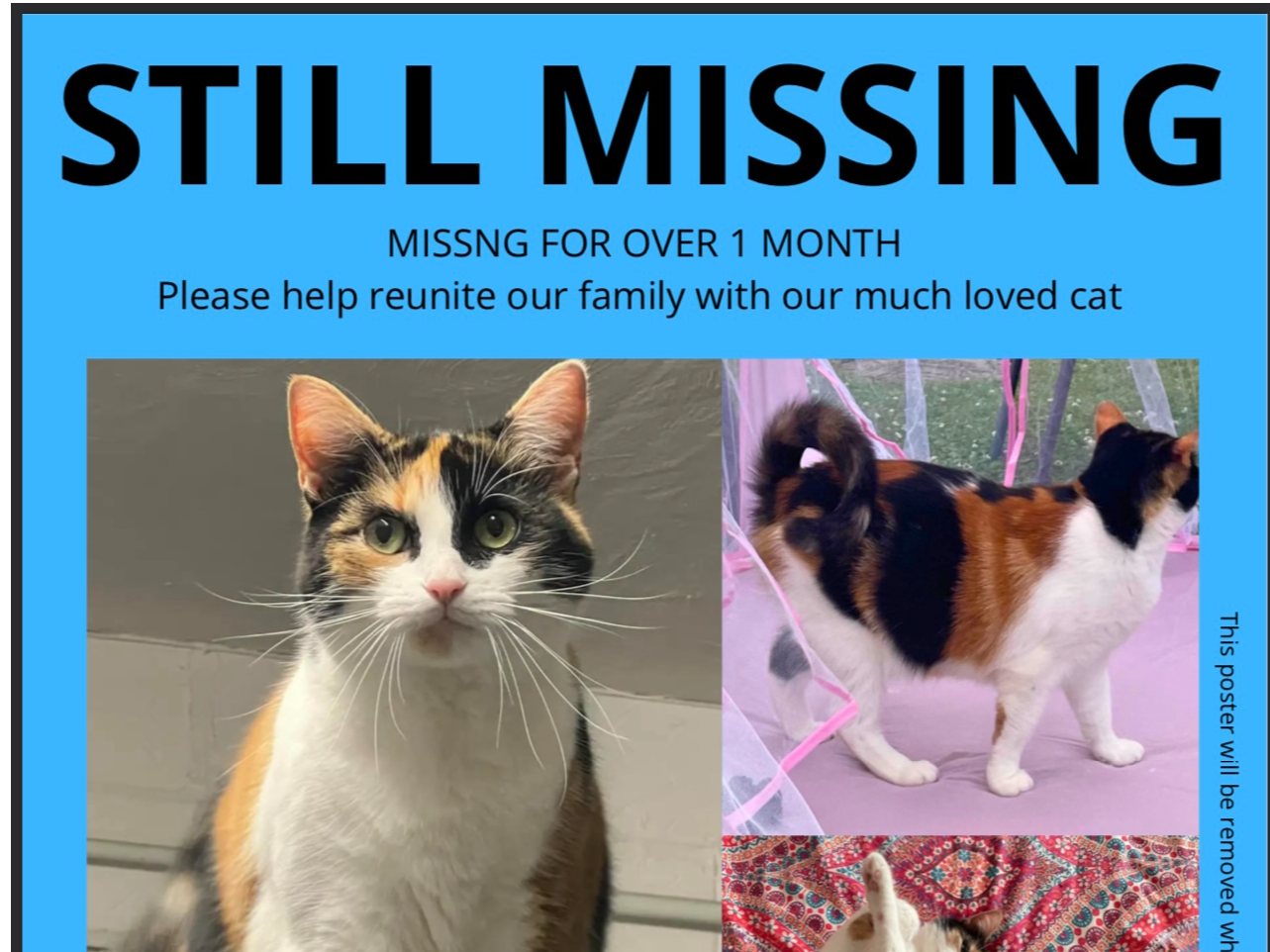 Missing Cat since 24/07/24 from Selsea Avenue, Herne Bay