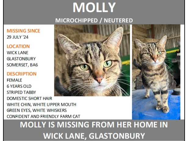 Molly - missing Glastonbury