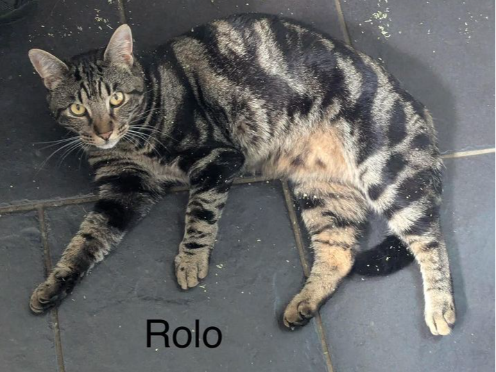 Rolo - missing Shepton