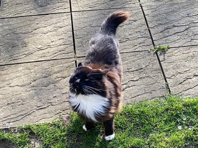 Kouda missing from Worlingworth