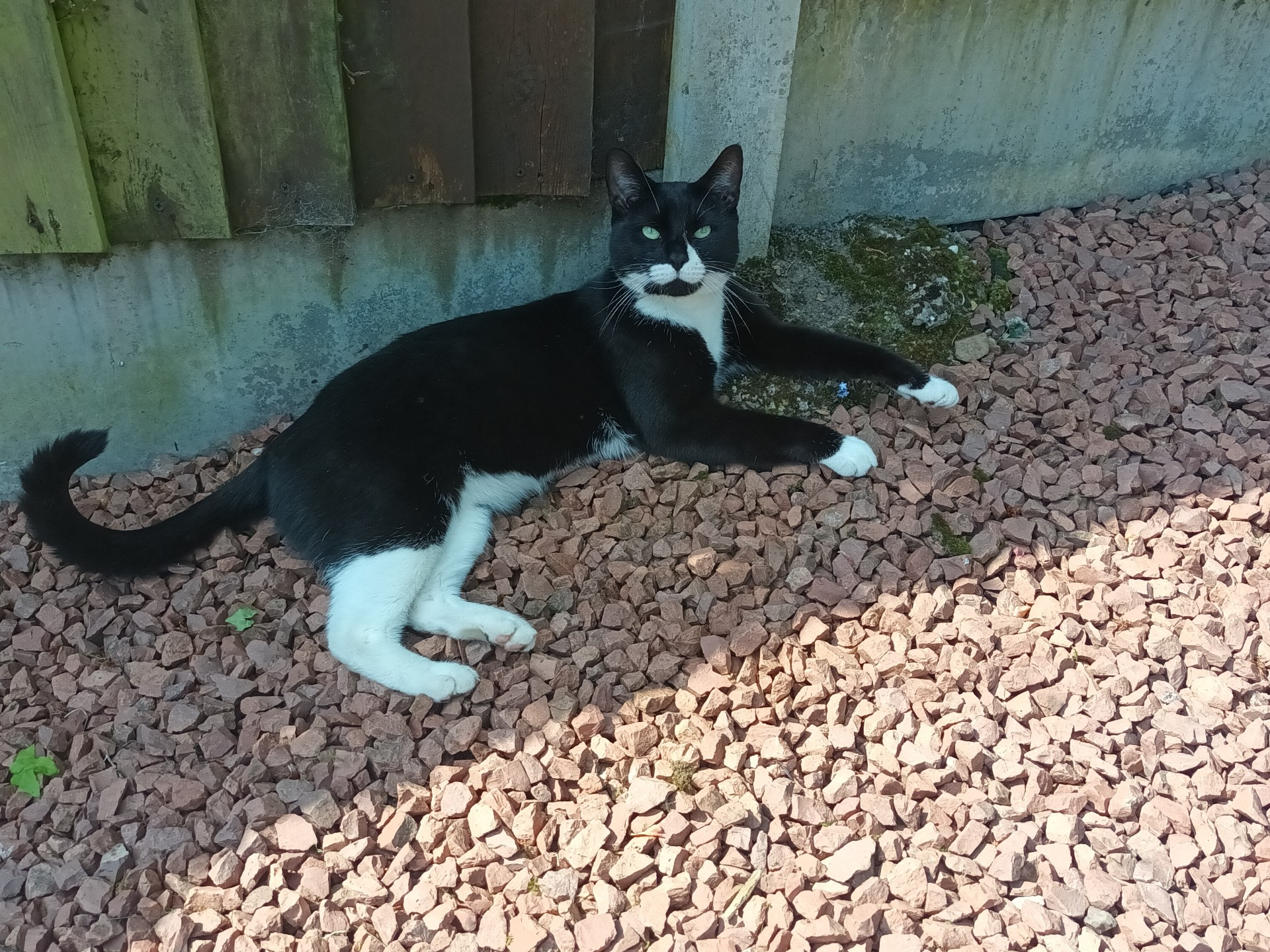 L330 - Shadow - BELPER - Black & White Male