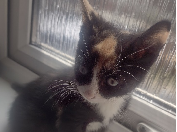 L337 - Misko - DERBY - Tortoiseshell / white female