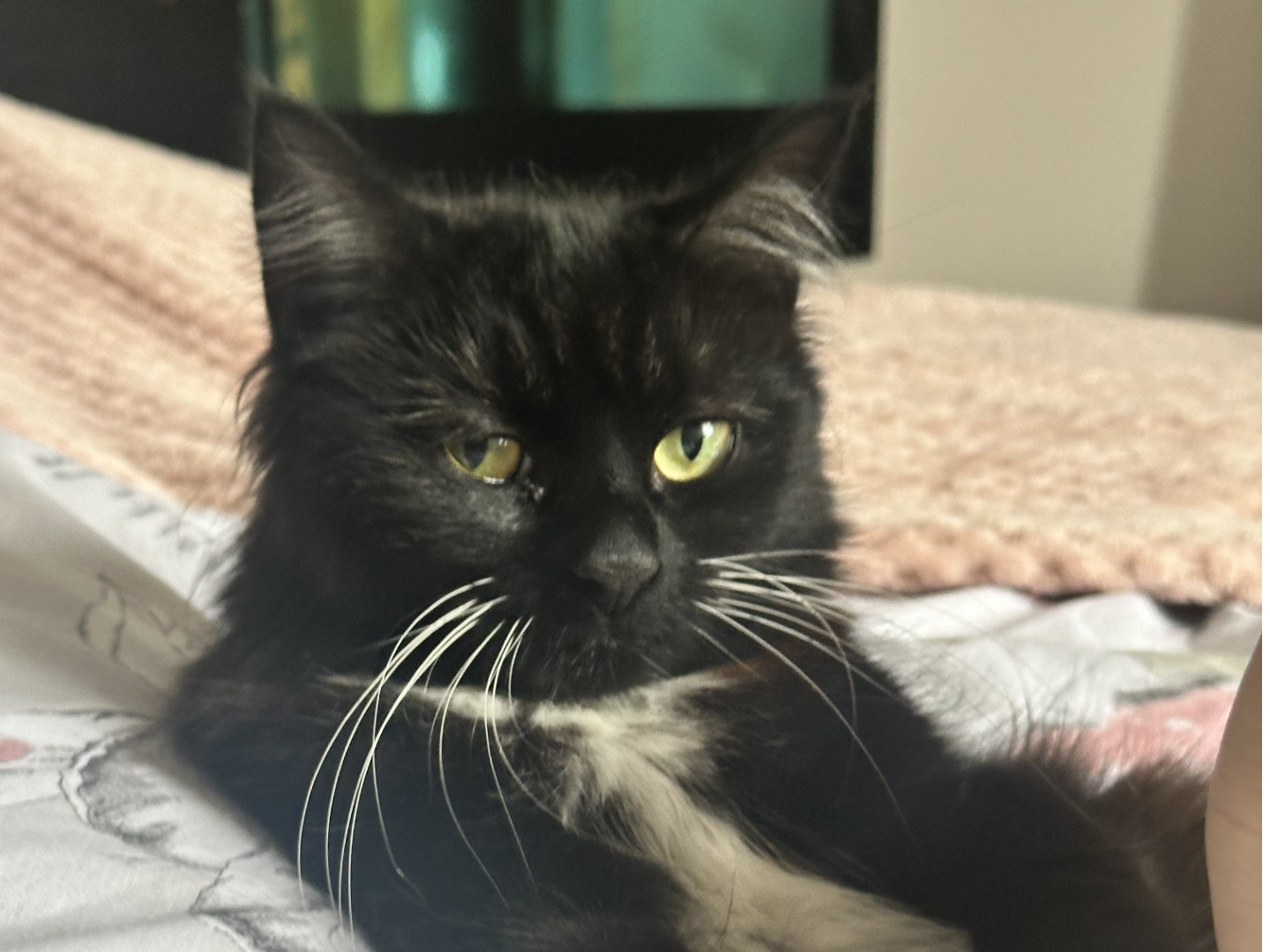 L340 - Luna - ALVASTON - Black & White Female