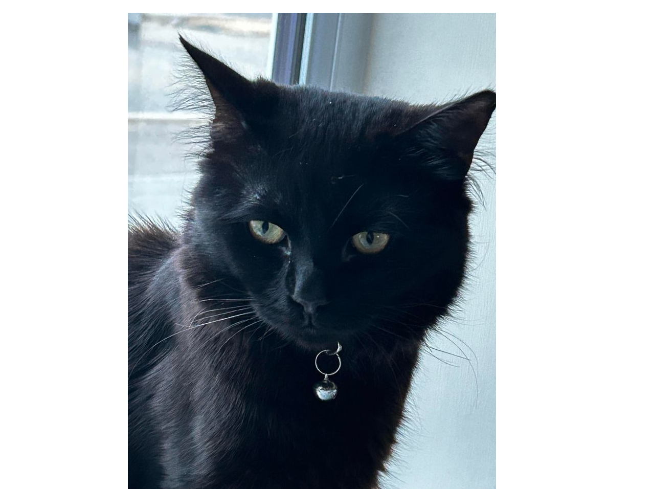 Joules - missing from Bungay