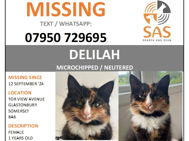 Delilah - missing Glastonbury