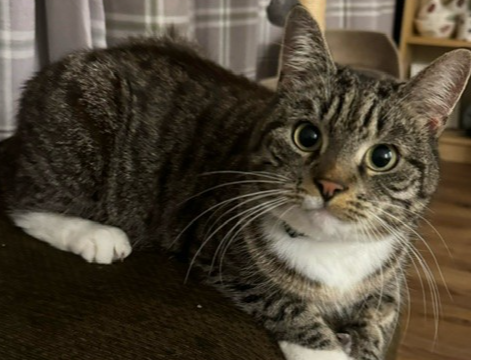 L353 - Socks - WILLINGTON - Tabby/White Male