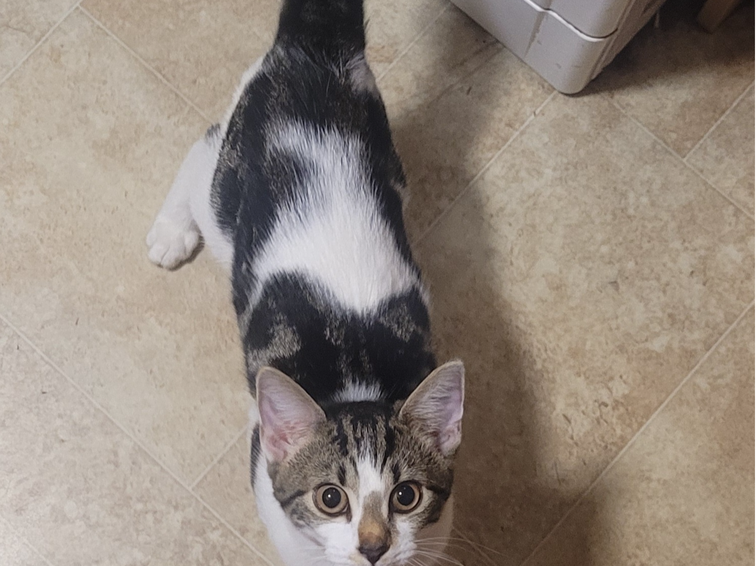 A found cat around the area CT2 7TD