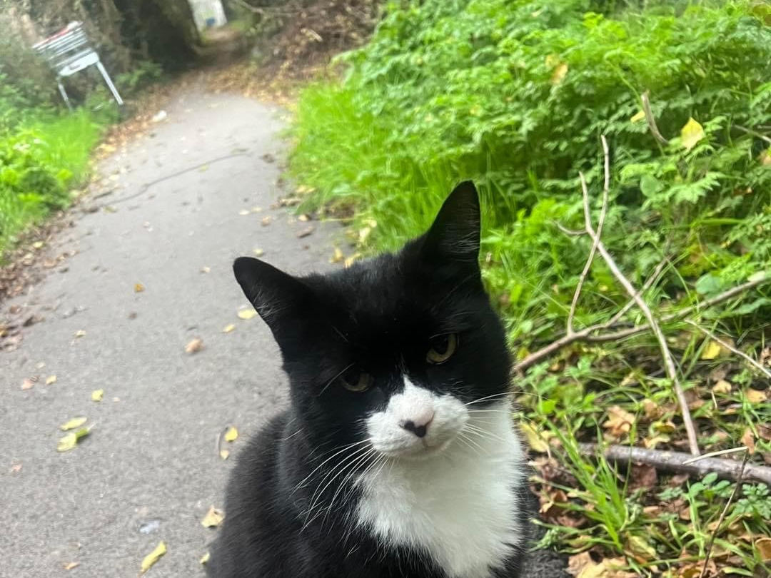 A stray cat around the area between Hale’s Place estate and broad oak road