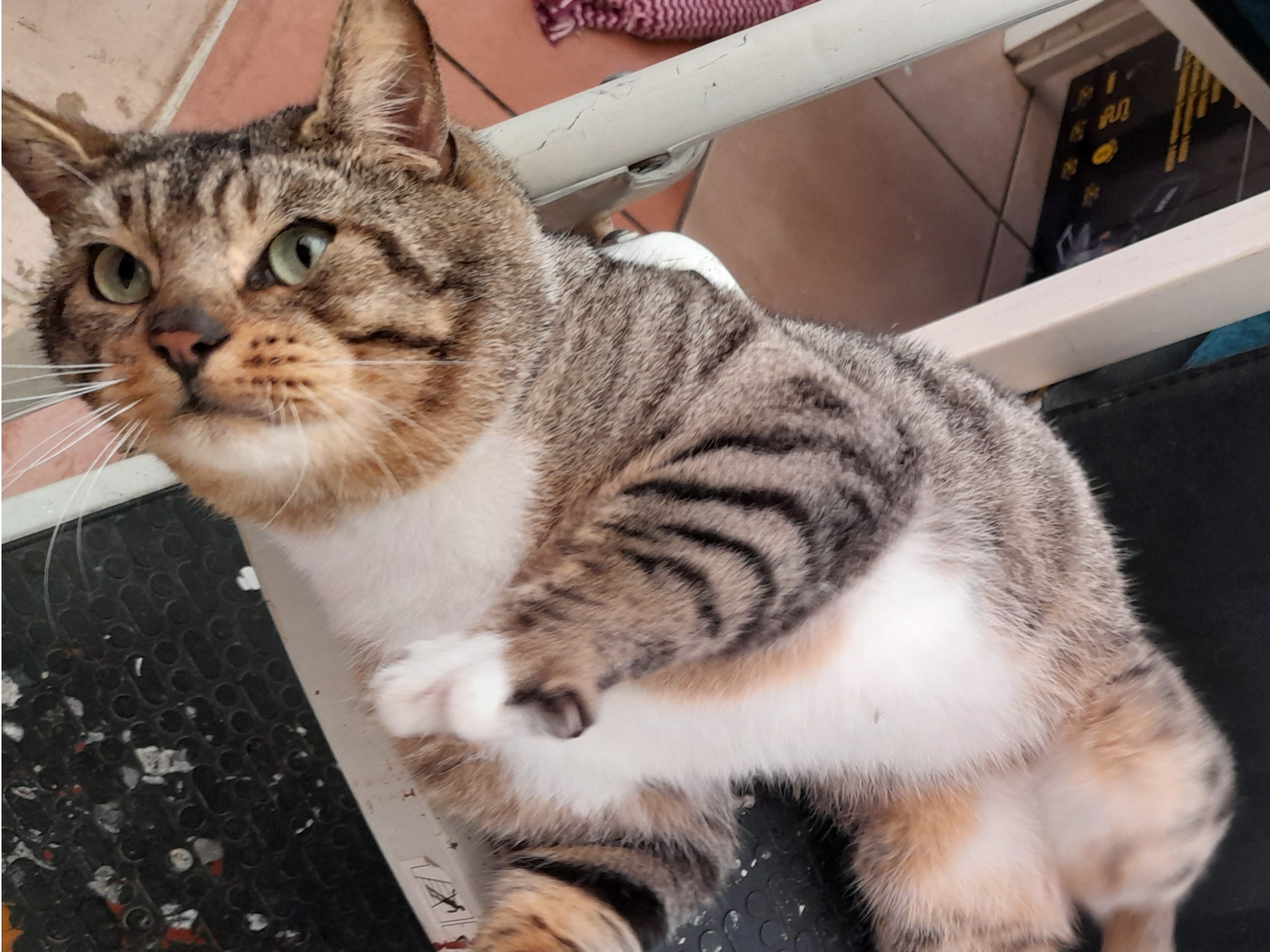 A found cat at Knight Avenue , Canterbury