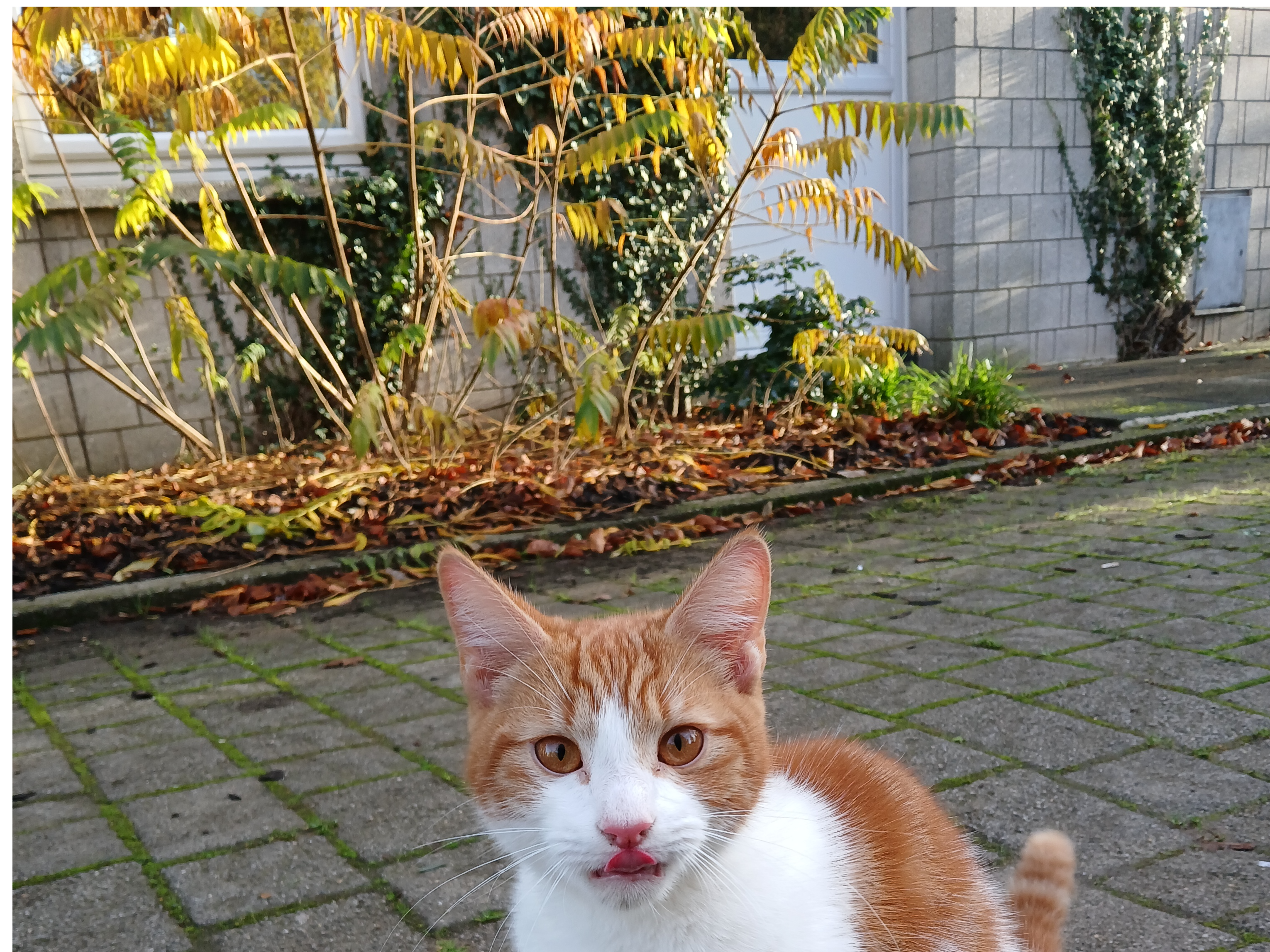 A found cat near the area CT2 7NZ