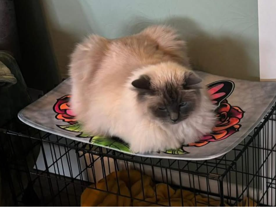 L370 - Jellybean - RIPLEY - Ragdoll Male